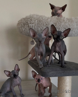 Foto №1. sphynx-katze - zum Verkauf in der Stadt Paris | verhandelt | Ankündigung № 163545