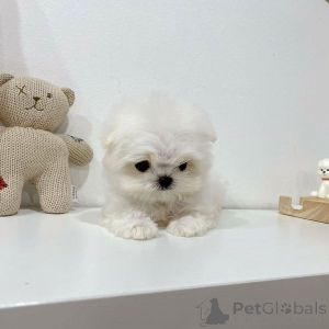 Foto №2 zu Ankündigung № 163357 zu verkaufen  - einkaufen Tschechische Republik 