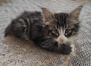 Foto №2 zu Ankündigung № 165774 zu verkaufen  - einkaufen Finnland 