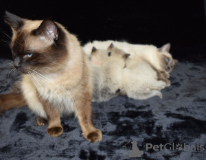 Foto №1. ragdoll-katze - zum Verkauf in der Stadt Morrilton | 331€ | Ankündigung № 112148