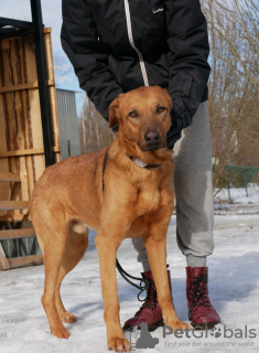 Foto №2 zu Ankündigung № 40319 zu verkaufen mischlingshund - einkaufen Russische Föderation quotient 	ankündigung