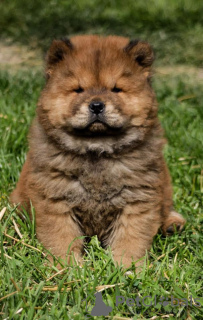 Foto №3. Chow-Chow. Serbien