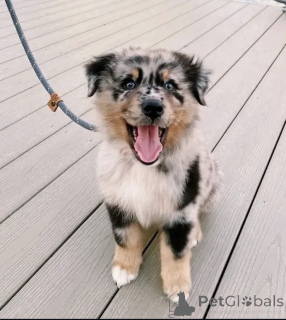Foto №2 zu Ankündigung № 165196 zu verkaufen australian shepherd - einkaufen Finnland quotient 	ankündigung