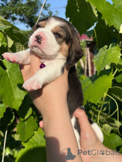 Foto №3. Beagle-Welpen zu verkaufen.. Moldawien