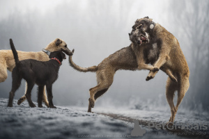 Foto №1. irischer wolfshund - zum Verkauf in der Stadt Erre | 2500€ | Ankündigung № 114042