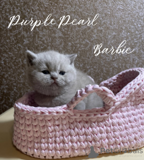 Foto №2 zu Ankündigung № 150242 zu verkaufen  - einkaufen Russische Föderation vom kindergarten, züchter