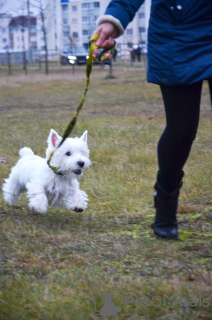 Foto №4. Ich werde verkaufen west highland white terrier in der Stadt Bialystok. quotient 	ankündigung - preis - 700€