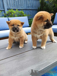 Foto №1. shiba - zum Verkauf in der Stadt Helsinki | verhandelt | Ankündigung № 156877