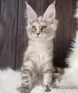Foto №1. maine-coon-katze - zum Verkauf in der Stadt Aizlenten | 950€ | Ankündigung № 161423