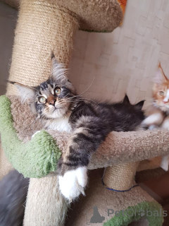 Foto №1. maine-coon-katze - zum Verkauf in der Stadt Дортмунд | 900€ | Ankündigung № 137772