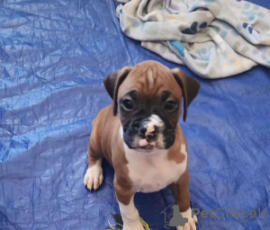 Foto №3. Boxerwelpen zur Adoption. Spanien