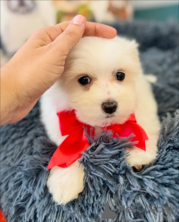 Foto №4. Ich werde verkaufen malteser in der Stadt Helsinki. quotient 	ankündigung, aus dem tierheim - preis - 500€