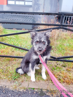 Foto №1. mischlingshund - zum Verkauf in der Stadt St. Petersburg | Frei | Ankündigung № 157819