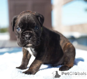 Foto №2 zu Ankündigung № 173335 zu verkaufen deutscher boxer - einkaufen Deutschland quotient 	ankündigung