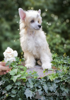 Foto №3. Chinesischer Schopfhund. Kroatien