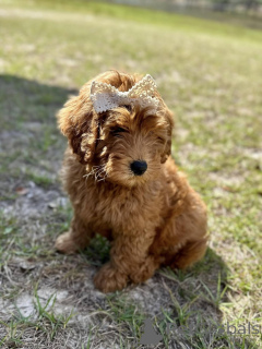 Foto №1.  - zum Verkauf in der Stadt Bergisch Gladbach | Frei | Ankündigung № 138990