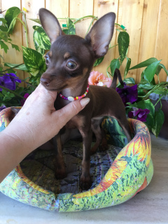 Foto №4. Ich werde verkaufen prager rattler in der Stadt . züchter - preis - verhandelt