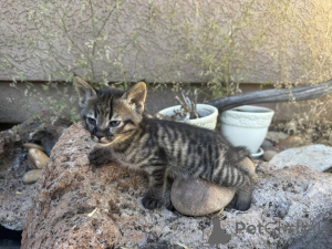 Foto №1. savannah-katze - zum Verkauf in der Stadt Hessisch Lichtenau | 350€ | Ankündigung № 177976