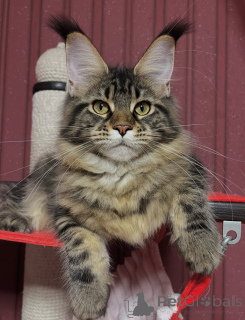 Foto №3. Gnade in jedem Pfotenschritt Freya regiert mit Liebe und Loyalität.. Finnland