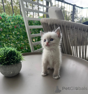 Foto №1. siamkatze - zum Verkauf in der Stadt Hohenfels-Essingen | 350€ | Ankündigung № 174781