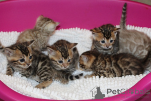 Foto №2 zu Ankündigung № 124744 zu verkaufen bengal katzenrasse - einkaufen Deutschland züchter