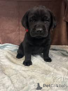 Foto №3. Labrador Retriever-Welpen zum Verkauf. Belgien