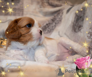 Foto №2 zu Ankündigung № 145654 zu verkaufen cavalier king charles spaniel - einkaufen Weißrussland züchter
