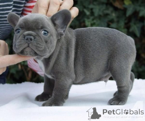 Foto №1. französische bulldogge - zum Verkauf in der Stadt Berlin | 300€ | Ankündigung № 135785