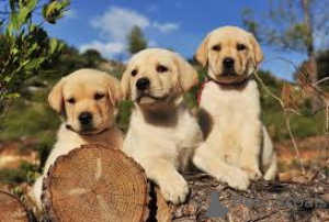 Foto №1. labrador retriever - zum Verkauf in der Stadt Liverpool | 1000€ | Ankündigung № 165537