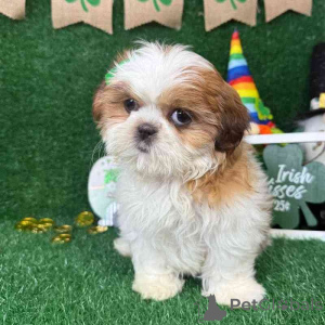 Foto №1. shih tzu - zum Verkauf in der Stadt Adršpach | verhandelt | Ankündigung № 170666