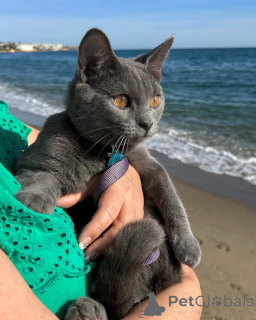 Foto №1. chartreux - zum Verkauf in der Stadt Aalen | verhandelt | Ankündigung № 158744