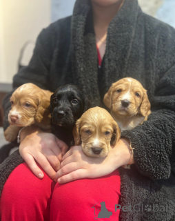 Foto №2 zu Ankündigung № 161334 zu verkaufen english cocker spaniel - einkaufen Finnland 