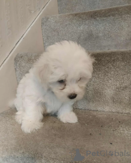 Foto №2 zu Ankündigung № 155260 zu verkaufen malteser - einkaufen Finnland quotient 	ankündigung