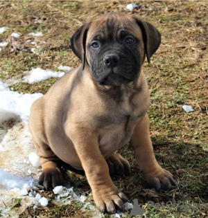 Foto №4. Ich werde verkaufen bullmastiff in der Stadt Wisconsin Dells. quotient 	ankündigung, züchter - preis - verhandelt