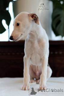 Foto №3. Whippet Male. Polen