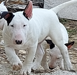 Foto №2 zu Ankündigung № 5848 zu verkaufen bullterrier - einkaufen Russische Föderation vom kindergarten