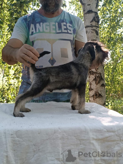 Foto №4. Ich werde verkaufen schnauzer in der Stadt Belgrad.  - preis - verhandelt