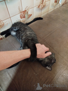 Foto №2 zu Ankündigung № 147045 zu verkaufen bengal katzenrasse - einkaufen Russische Föderation quotient 	ankündigung