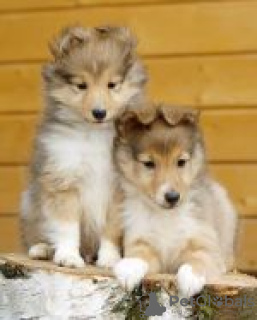 Foto №2 zu Ankündigung № 42114 zu verkaufen shetland sheepdog - einkaufen Russische Föderation vom kindergarten, züchter