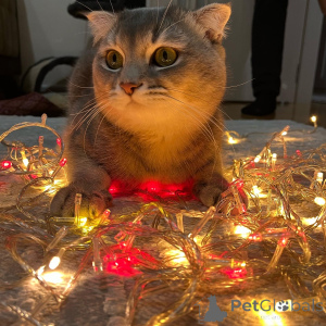 Foto №2 zu Ankündigung № 140154 zu verkaufen schottische faltohrkatze - einkaufen Aserbaidschan quotient 	ankündigung