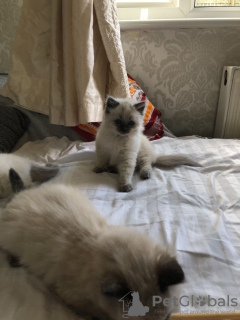 Foto №1. ragdoll-katze - zum Verkauf in der Stadt Sydney | 331€ | Ankündigung № 100538