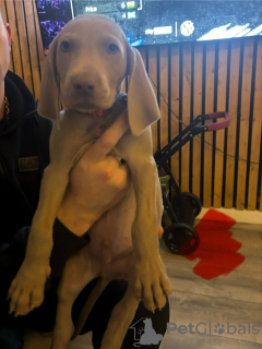 Foto №1. weimaraner - zum Verkauf in der Stadt Франкфурт-на-Майне | 480€ | Ankündigung № 103545