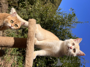 Foto №2 zu Ankündigung № 154748 zu verkaufen britisch kurzhaar - einkaufen Russische Föderation vom kindergarten
