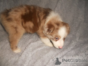 Foto №1. australian shepherd - zum Verkauf in der Stadt Prag | 340€ | Ankündigung № 123704