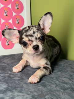 Foto №2 zu Ankündigung № 164041 zu verkaufen chihuahua - einkaufen Finnland quotient 	ankündigung, aus dem tierheim