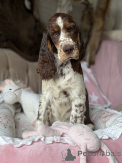 Foto №2 zu Ankündigung № 145456 zu verkaufen english springer spaniel - einkaufen Polen quotient 	ankündigung