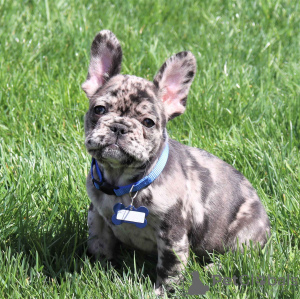 Foto №1. französische bulldogge - zum Verkauf in der Stadt Гамбург | 260€ | Ankündigung № 101191