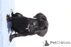 Foto №3. Ciara von Spqr Corso FCI -Stammbaum. Rumänien