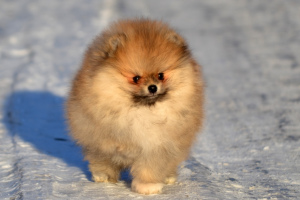 Foto №1. mischlingshund - zum Verkauf in der Stadt Москва | 1145€ | Ankündigung № 5834