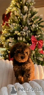 Foto №1. kavapu - zum Verkauf in der Stadt Berlin | 700€ | Ankündigung № 162517